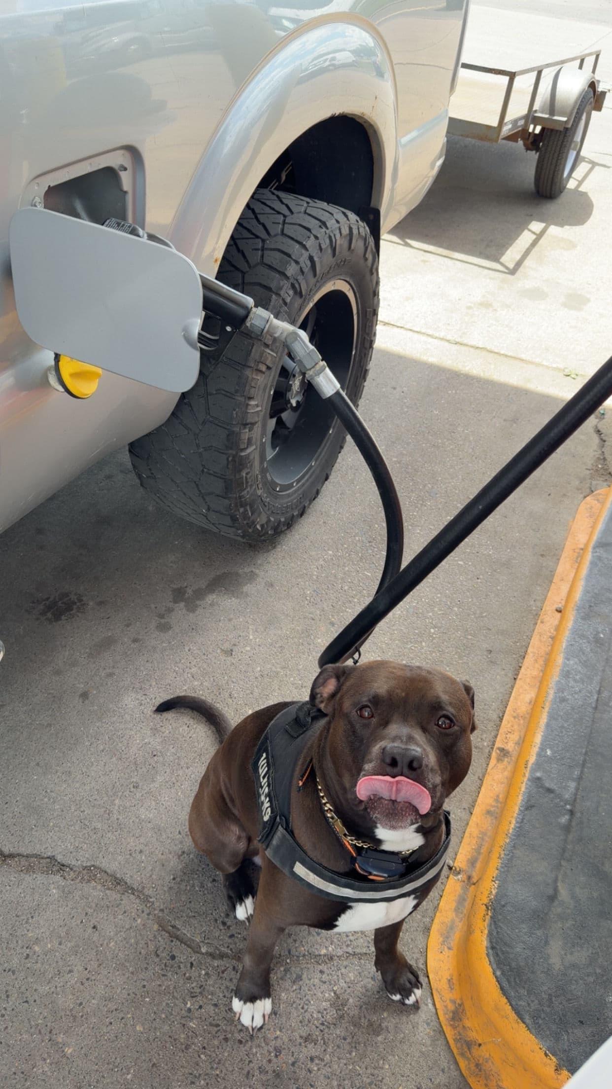 Project Meet Kilo - Kiloco Construction's Hardest Working Jobsite Supervisor image