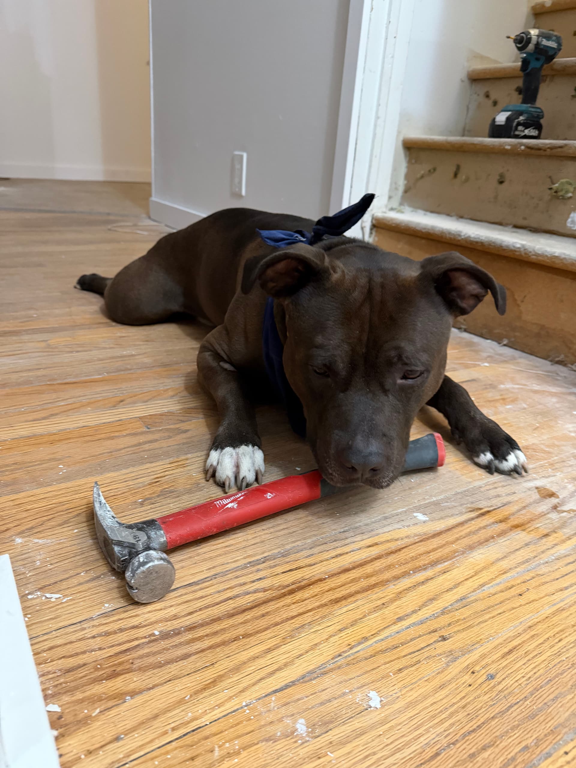 Gallery photos for Meet Kilo - Kiloco Construction's Hardest Working Jobsite Supervisor: Image #2